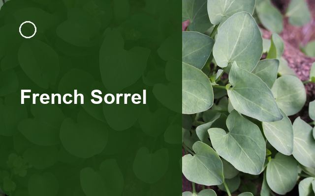 How to Grow French Sorrels | Planting & Establishment guide thumbnail