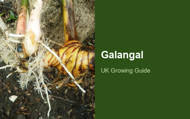 How to Grow Galangals UK | Regional Planting Calendar guide thumbnail