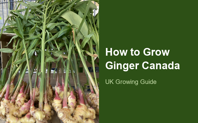 How to Grow Gingers Canada | Planting & Establishment guide thumbnail