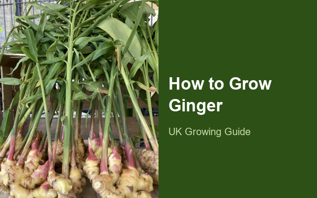 How to Grow Gingers | Planting & Establishment guide thumbnail