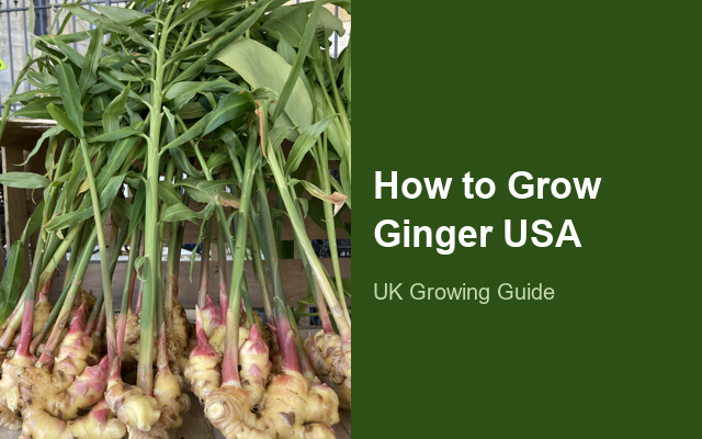 How to Grow Gingers USA | Planting & Establishment guide thumbnail