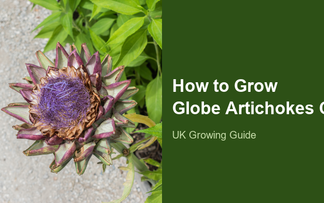 How to Grow Globe Artichokes Canada | Planting & Establishment guide thumbnail