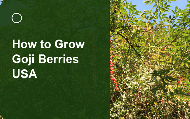 How to Grow Goji Berries USA | Complete Growing Guide guide thumbnail