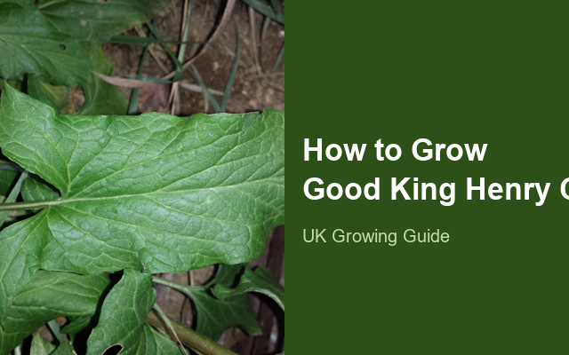 How to Grow Good King Henry Canada | Planting & Establishment guide thumbnail