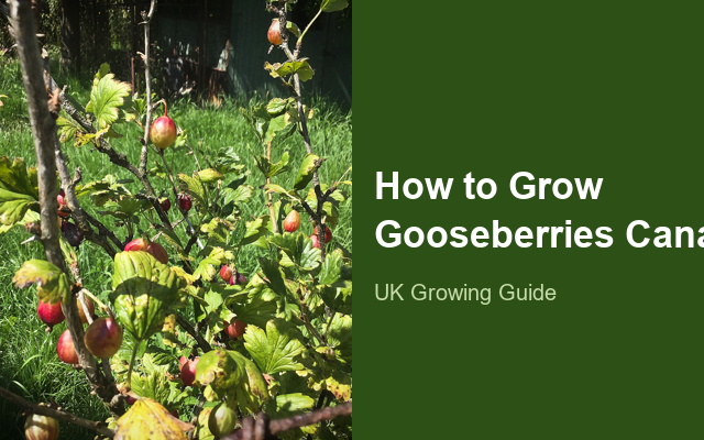 How to Grow Gooseberries Canada | Care, Pests & Disease Control guide thumbnail