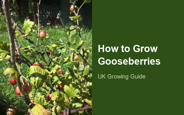 How to Grow Gooseberries | Care, Pests & Disease Control guide thumbnail