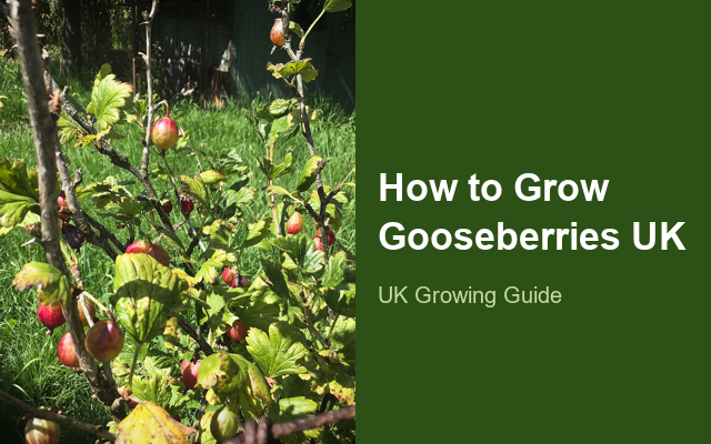 How to Grow Gooseberries UK | Regional Planting Calendar guide thumbnail