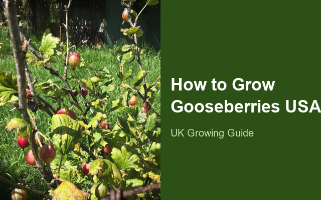 How to Grow Gooseberries USA | Care, Pests & Disease Control guide thumbnail