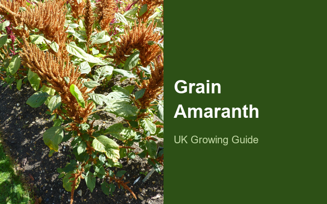 Grain Amaranth guide thumbnail