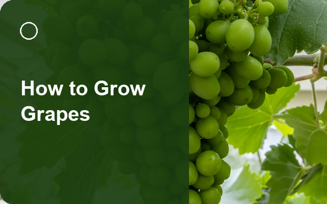 How to Grow Grapes | Care, Pests & Disease Control guide thumbnail