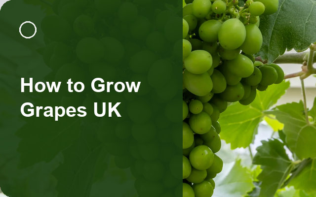 How to Grow Grapes UK | Regional Planting Calendar guide thumbnail