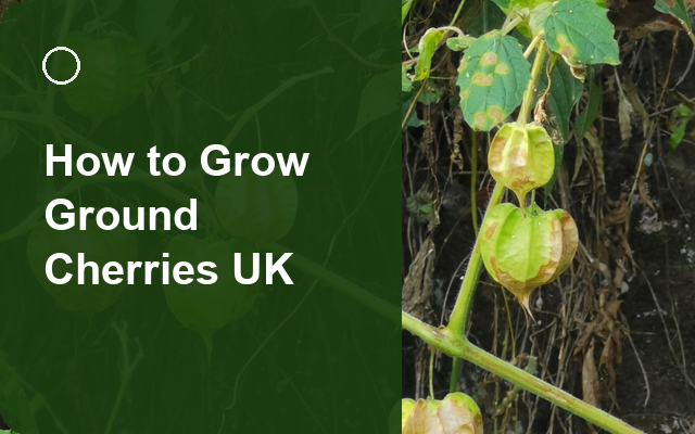 How to Grow Ground Cherries UK | Regional Planting Calendar guide thumbnail