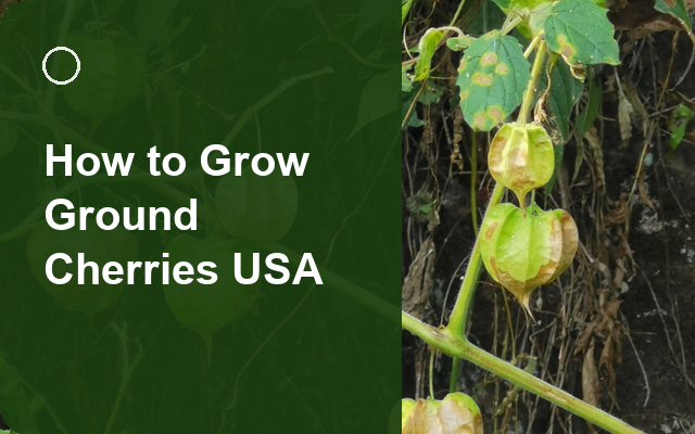 How to Grow Ground Cherries USA | Regional Planting Calendar guide thumbnail
