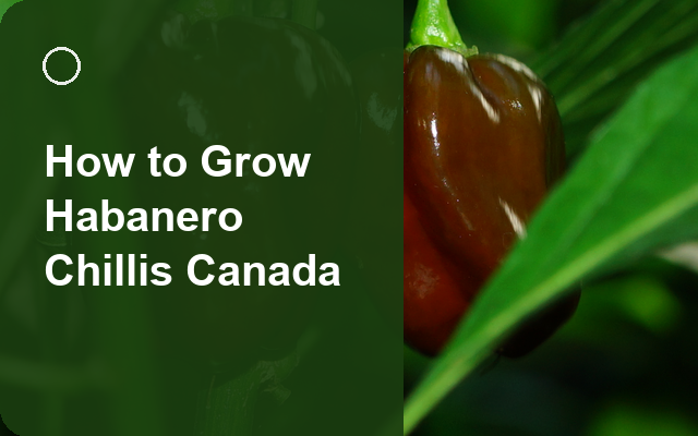 How to Grow Habanero Chillis Canada | Regional Planting Calendar guide thumbnail