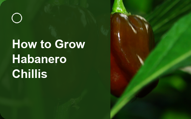 How to Grow Habanero Chillis | Care, Pests & Disease Control guide thumbnail