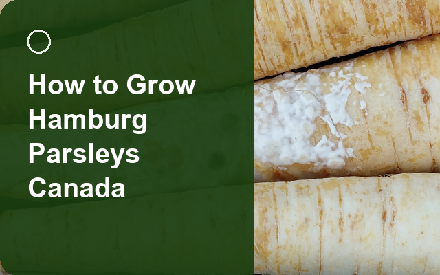 How to Grow Hamburg Parsleys Canada | Complete Growing Guide guide thumbnail