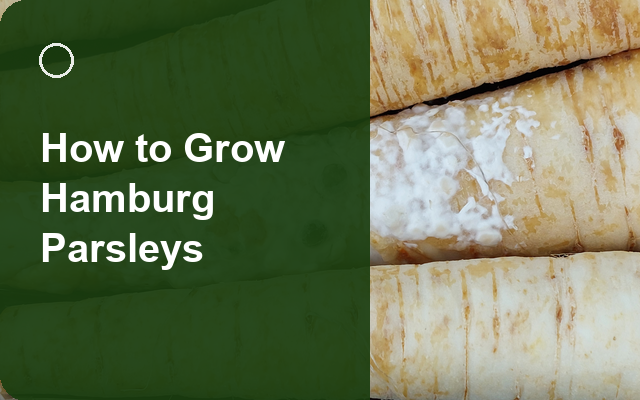 How to Grow Hamburg Parsleys | Complete Growing Guide guide thumbnail