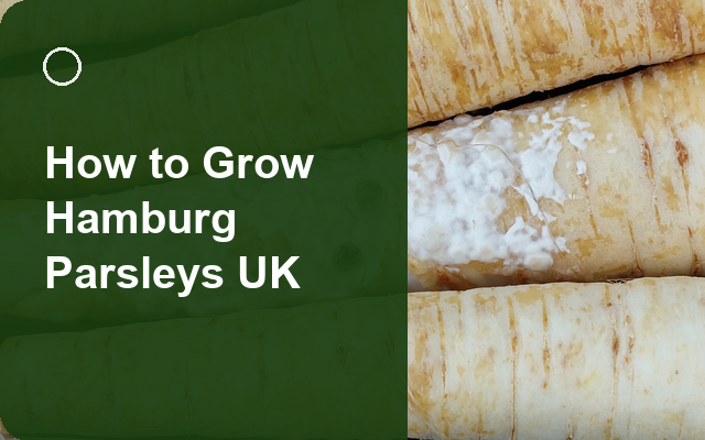 How to Grow Hamburg Parsleys UK | Regional Planting Calendar guide thumbnail