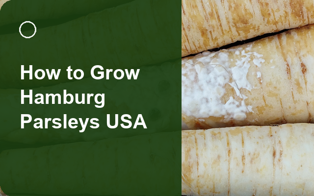 How to Grow Hamburg Parsleys USA | Complete Growing Guide guide thumbnail