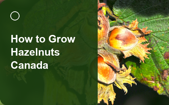 How to Grow Hazelnuts Canada | Full-Season Growing Guide guide thumbnail