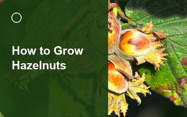 How to Grow Hazelnuts | Full-Season Growing Guide guide thumbnail