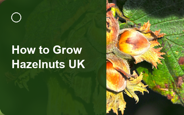 How to Grow Hazelnuts UK | Regional Planting Calendar guide thumbnail