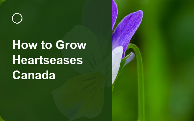 How to Grow Heartseases Canada | Care, Pests & Disease Control guide thumbnail