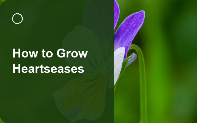 How to Grow Heartseases | Care, Pests & Disease Control guide thumbnail