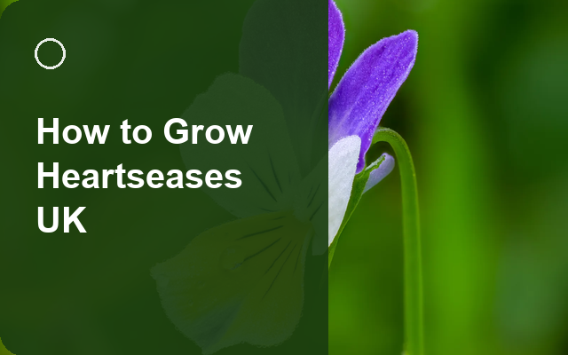How to Grow Heartseases UK | Regional Planting Calendar guide thumbnail