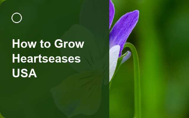 How to Grow Heartseases USA | Care, Pests & Disease Control guide thumbnail