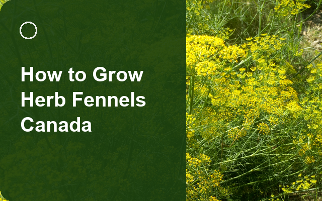 How to Grow Herb Fennels Canada | Planting & Establishment guide thumbnail