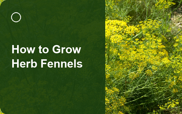 How to Grow Herb Fennels | Planting & Establishment guide thumbnail