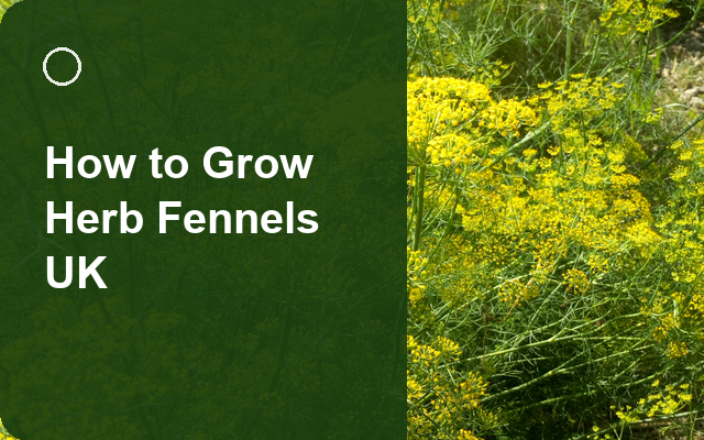 How to Grow Herb Fennels UK | Regional Planting Calendar guide thumbnail