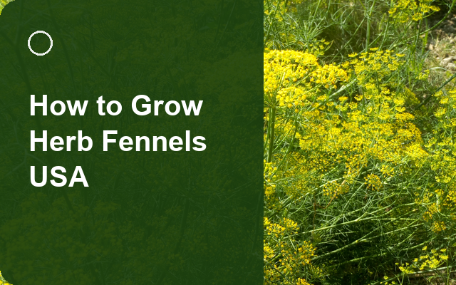 How to Grow Herb Fennels USA | Planting & Establishment guide thumbnail