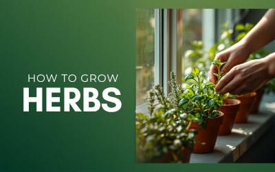 Herbs guide thumbnail