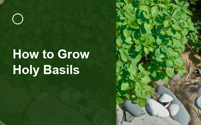 How to Grow Holy Basils | Sowing, Protection & Harvest guide thumbnail