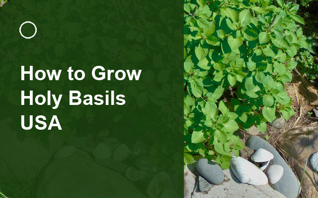 How to Grow Holy Basils USA | Sowing, Protection & Harvest guide thumbnail