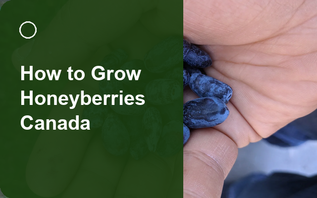 How to Grow Honeyberries Canada | Complete Growing Guide guide thumbnail