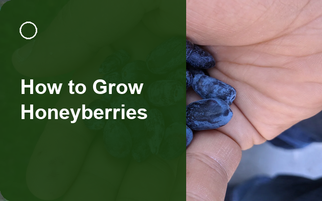 How to Grow Honeyberries | Complete Growing Guide guide thumbnail