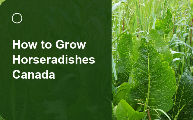 How to Grow Horseradishes Canada | Planting & Establishment guide thumbnail