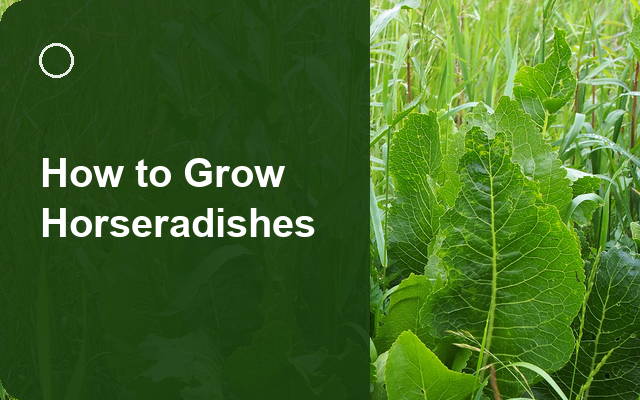 How to Grow Horseradishes | Planting & Establishment guide thumbnail