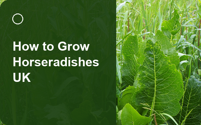 How to Grow Horseradishes UK | Regional Planting Calendar guide thumbnail