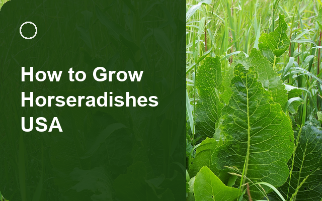 How to Grow Horseradishes USA | Planting & Establishment guide thumbnail