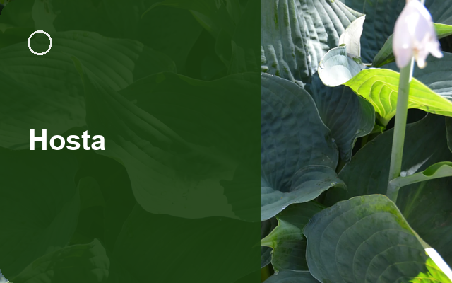 How to Grow Hostas Canada | Planting & Establishment guide thumbnail
