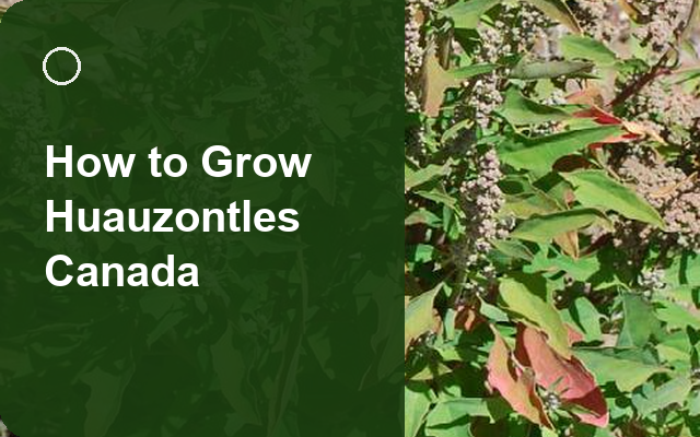 How to Grow Huauzontles Canada | Complete Growing Guide guide thumbnail