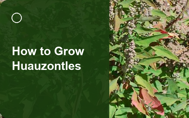How to Grow Huauzontles | Complete Growing Guide guide thumbnail