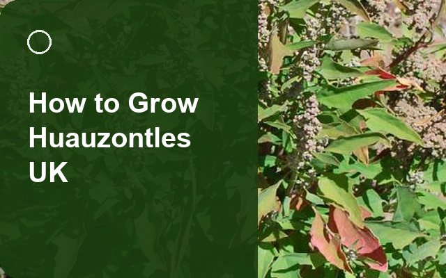 How to Grow Huauzontles UK | Regional Planting Calendar guide thumbnail