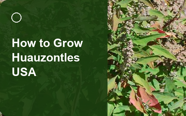 How to Grow Huauzontles USA | Complete Growing Guide guide thumbnail
