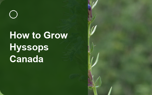 How to Grow Hyssops Canada | Planting & Establishment guide thumbnail