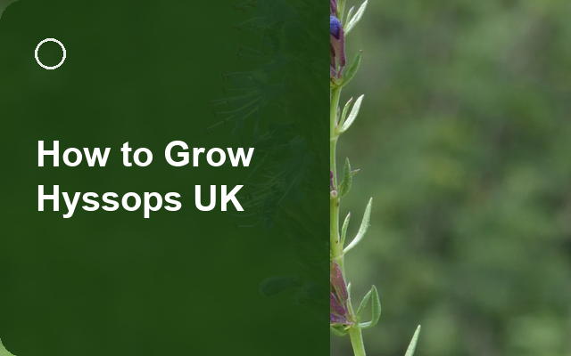 How to Grow Hyssops UK | Regional Planting Calendar guide thumbnail